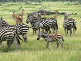 Zbres et gazelles