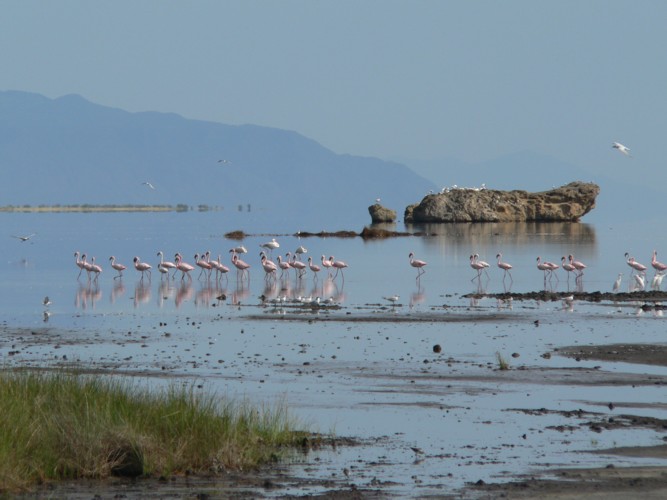 Flamants roses du Lac Natron
