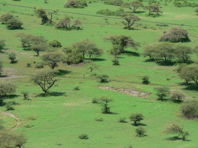 Environs du Lac Natron