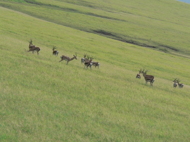 Gazelles de Grant et de Thompson