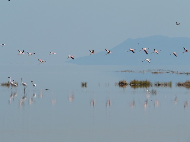 Flamants roses du Lac Natron