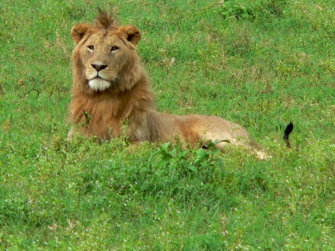 Lion
