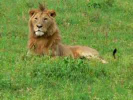 Lion