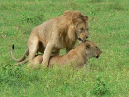 Lion