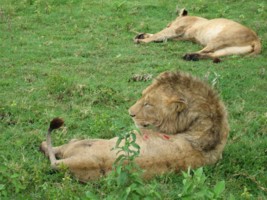Lion