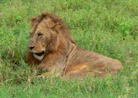 Lion