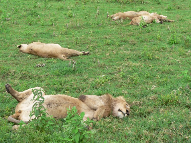 Lion