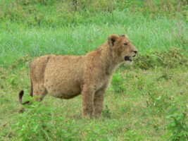 Lion