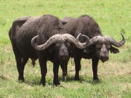 Buffles