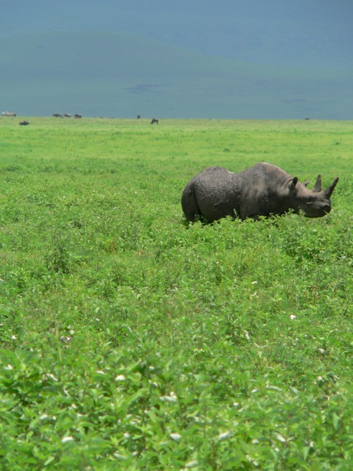 Rhinocros noir