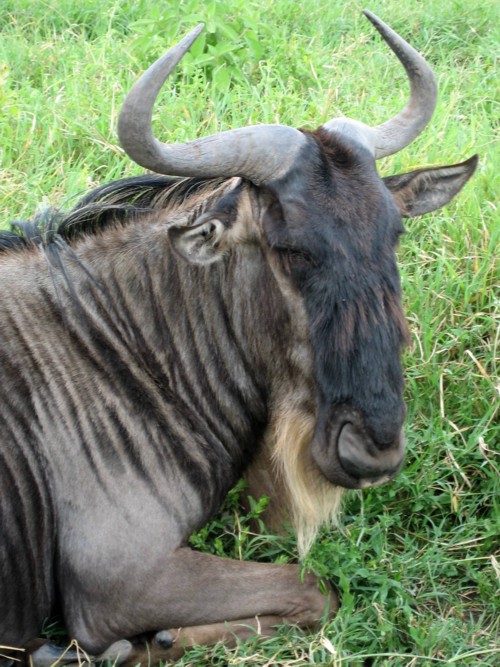 Gnou