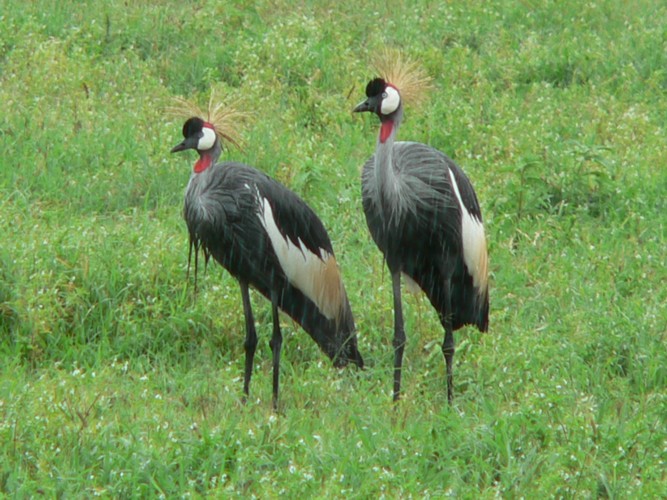 Grues cendres