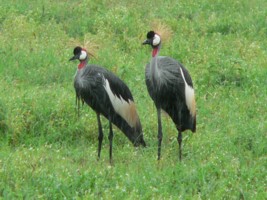Grues cendres