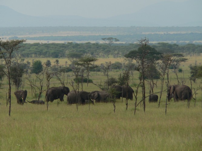 serengeti10