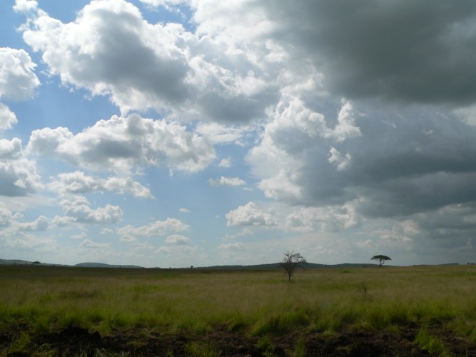 Paysage du Serengeti