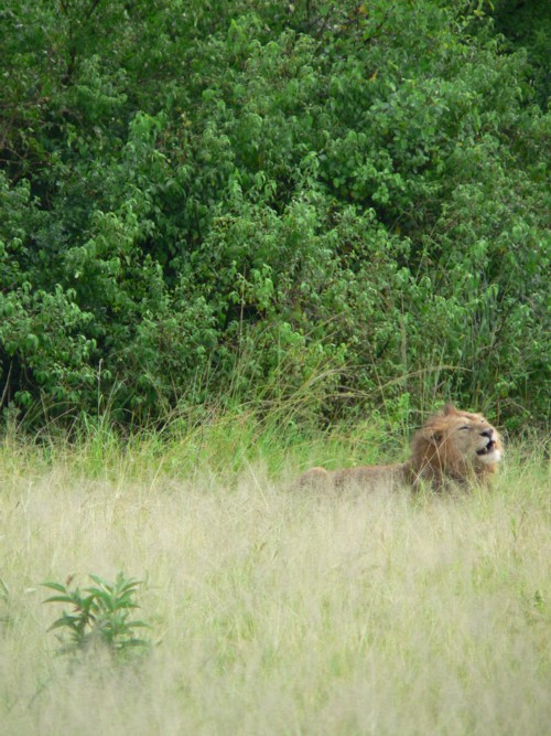 Lion