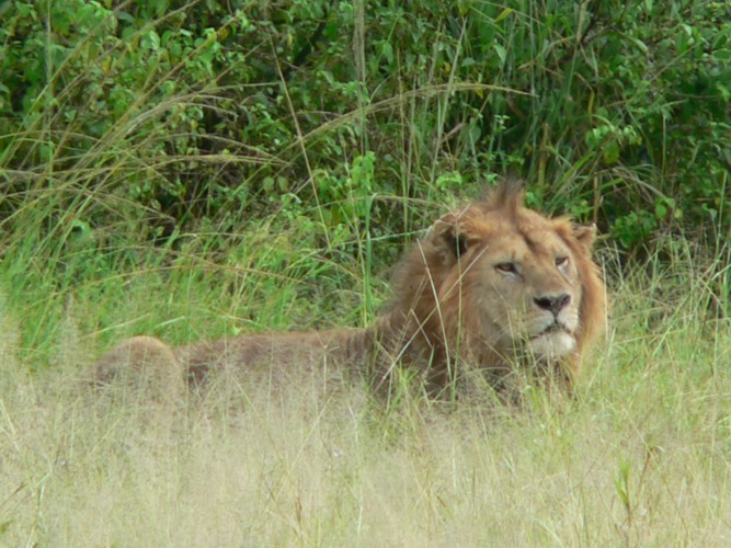 Lion