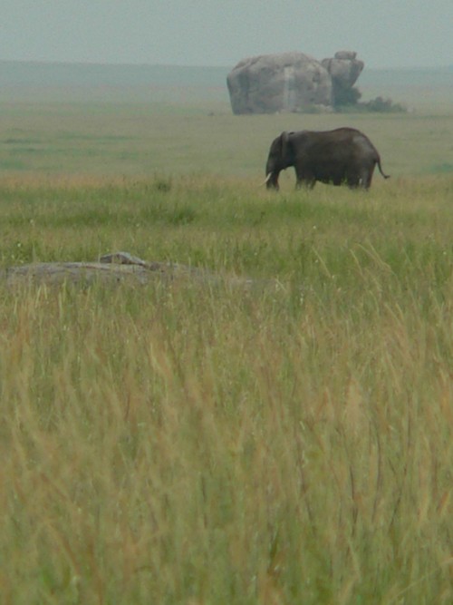 Elphant devant un skopje