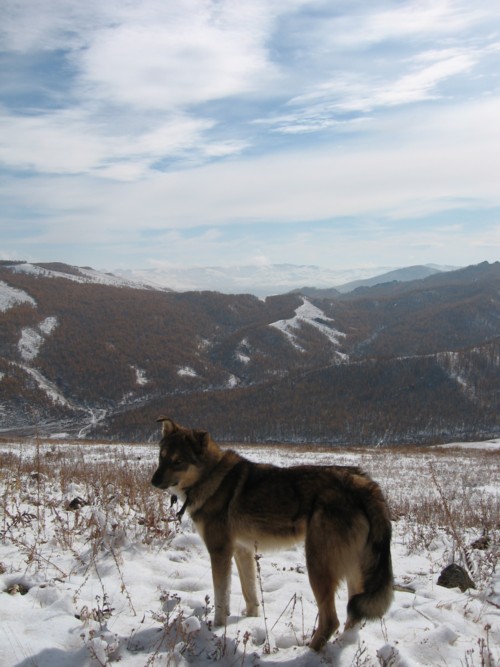 Trek dans les Monts Khentii