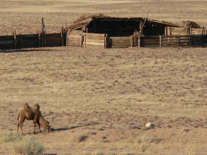 Chameau en Mongolie