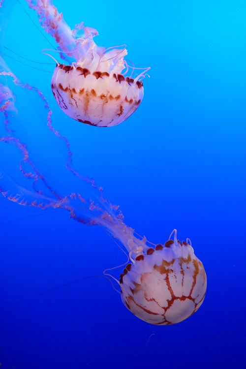 monterey