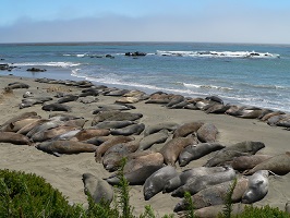 monterey