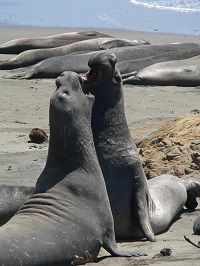 monterey