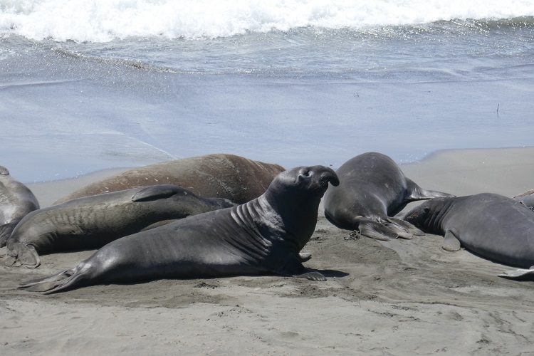 monterey