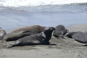 monterey