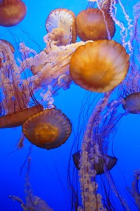 monterey