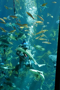 monterey