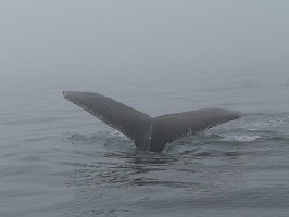 monterey