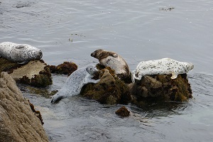 monterey