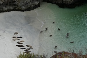 monterey