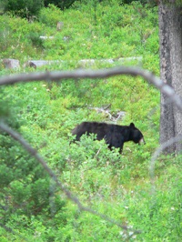 teton