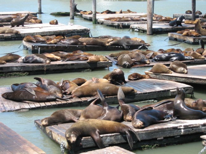 Otaries au Pier 39