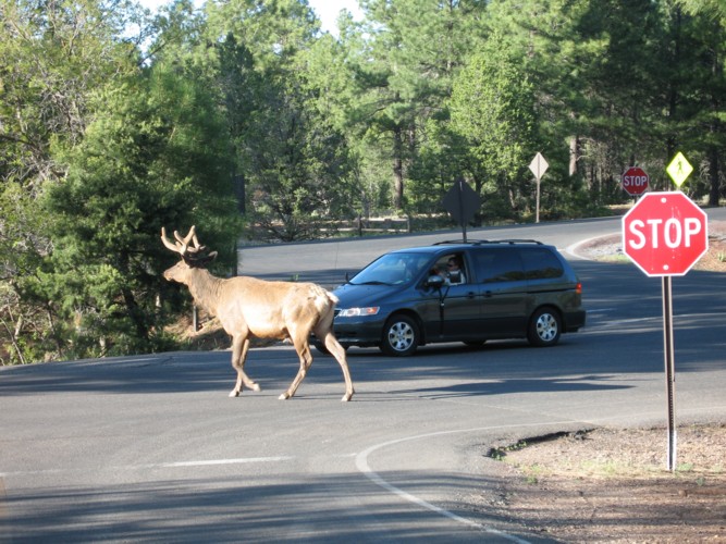 Cerf au camping