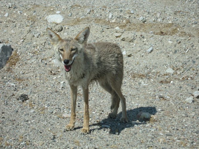 Coyotte